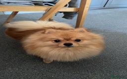 Pomeranian dogs for sale: 1 year old Pomeranian for sale  - Image 4