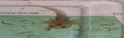 Other/Mixed Breed fish for sale: Various axolotl morphs  - Advert 15
