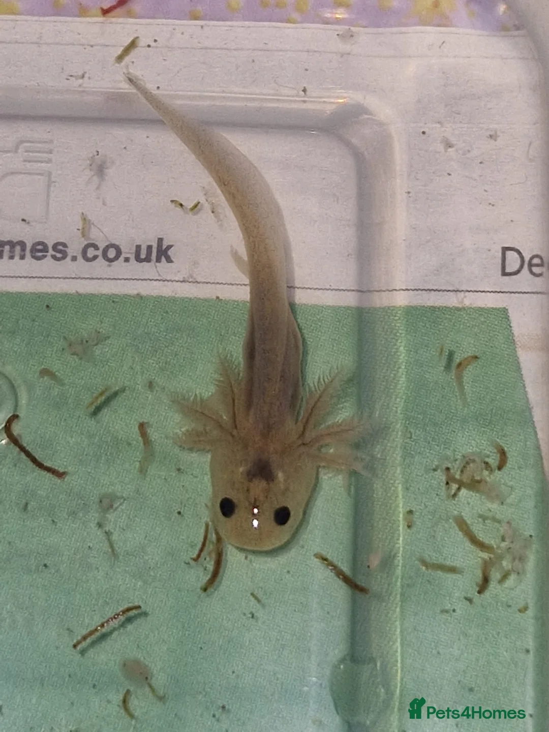 Other/Mixed Breed fish for sale: Various axolotl morphs  - Advert 15