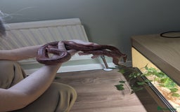 Corn Snake reptiles for sale: Corn Snake  - Advert 2