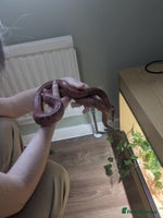 Corn Snake reptiles Corn Snake - Advert 3