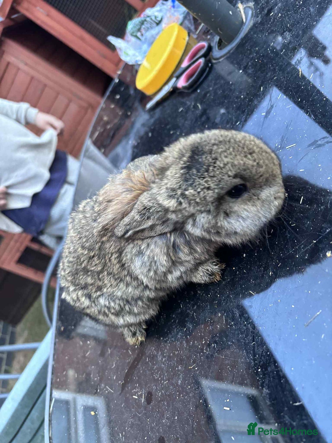 Mini Lop rabbits for sale: 5 mini lops - Advert 1