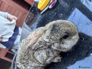 Mini Lop rabbits 5 mini lops - Advert 4