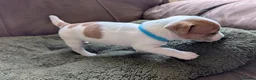 Jack Russell dogs for sale: Jack Russell Puppies, Ready 20th March - Advert 12