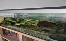 Axolotl reptiles for sale: Adult Axolotl free to good home - Image 2