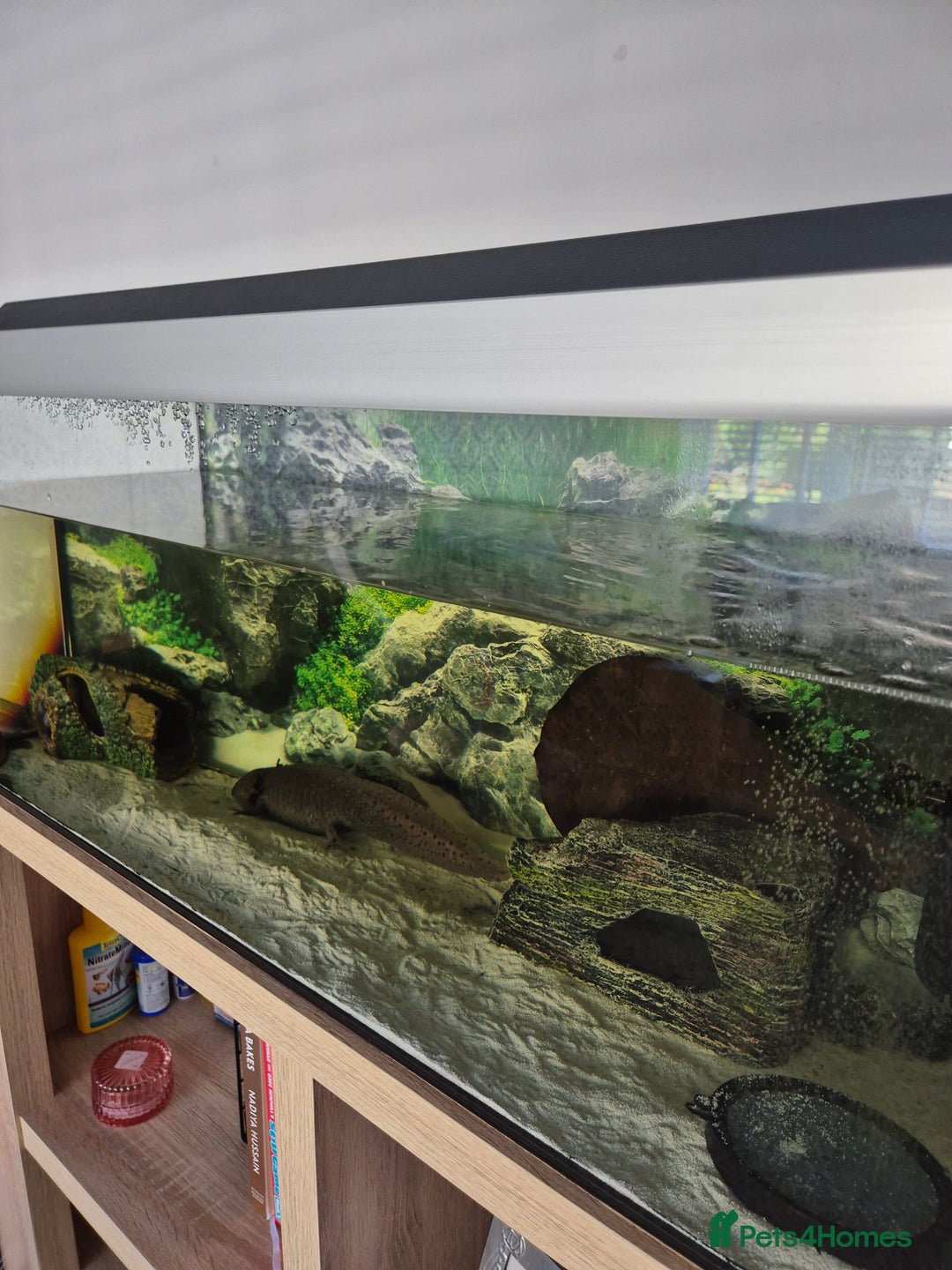 Axolotl reptiles for sale: Adult Axolotl free to good home - Image 2