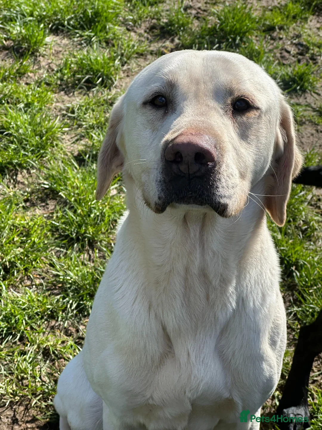 Labrador Retriever dogs for stud: Yellow Working Labrador Stud Fully Health tested - Advert 2