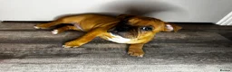 Staffordshire Bull Terrier dogs for sale: 🔥READY! KCREG STAFFY PUPPS–OUTSTANDING QUALITY 🔥 - Advert 9