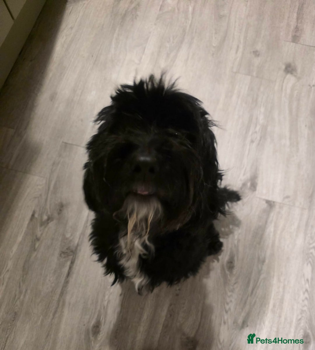 Cockapoo dogs for sale: Cockapoo - Advert 2