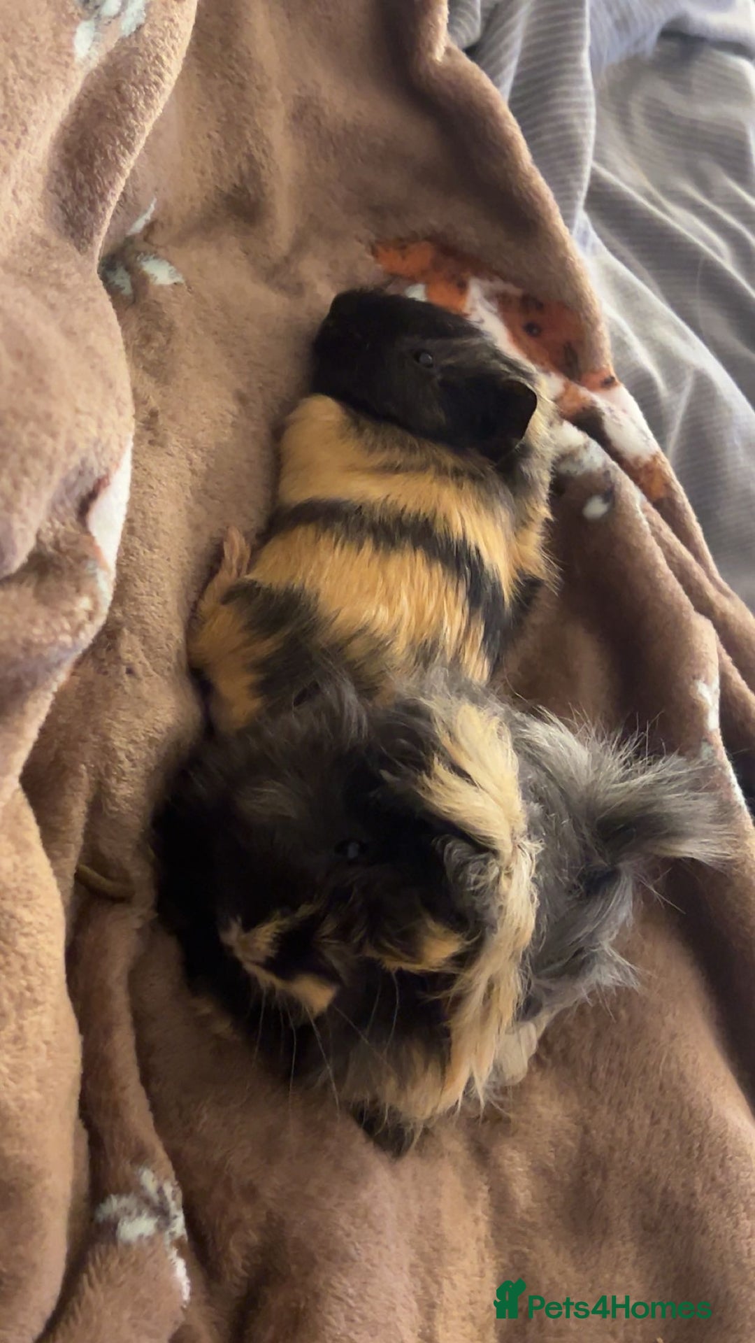 Guinea Pig rodents for sale: 2 Male Guinea Pigs for sale (can go separately) - Advert 10