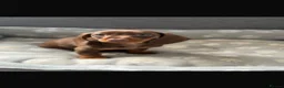 Dachshund dogs for sale: Miniature Dachshund puppies  - Advert 9