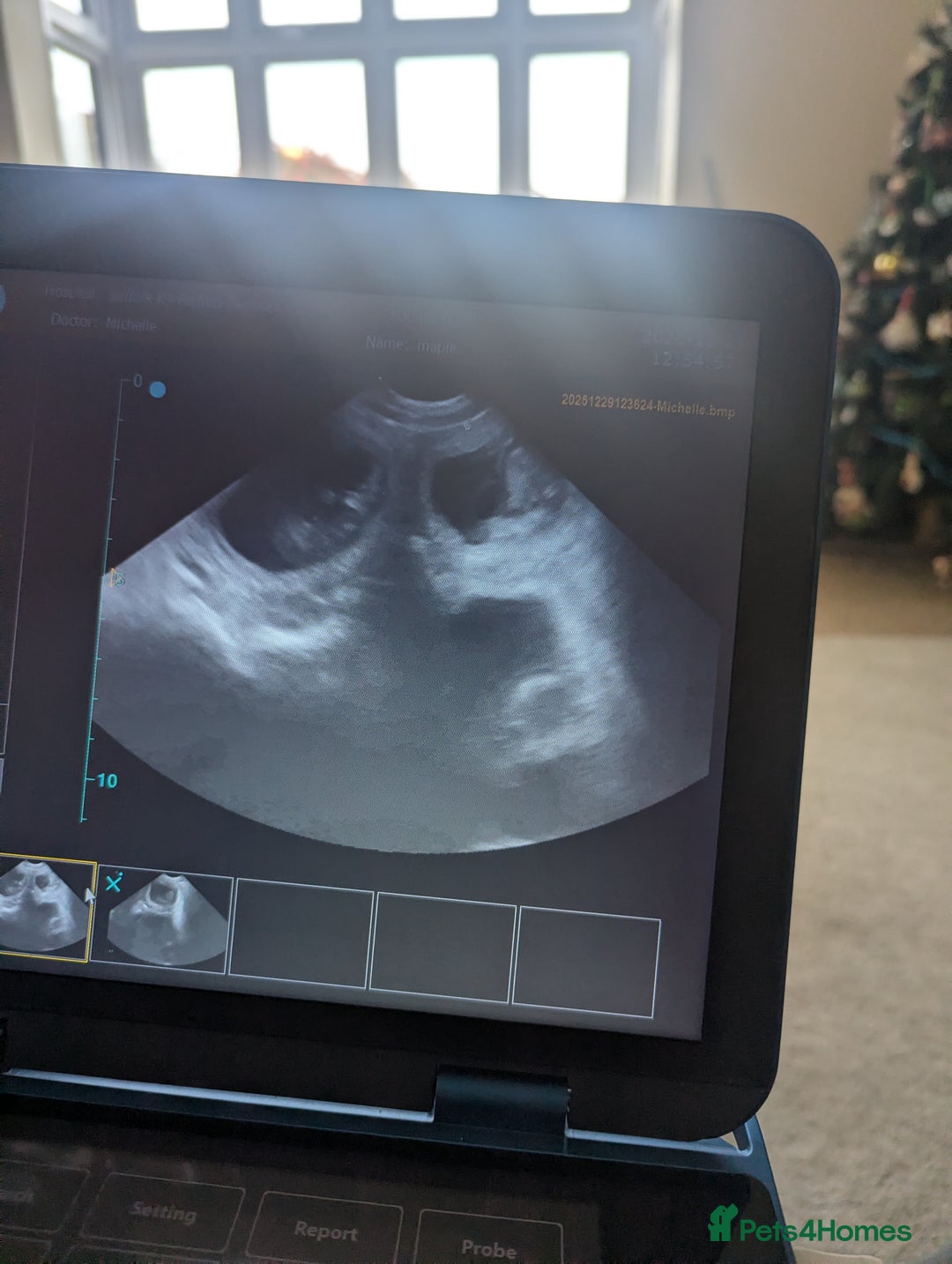 Golden Retriever dogs for sale: 🐾 Golden Retriever Puppies Available Soon! 🐾 - Advert 12