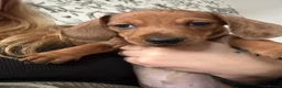 Miniature Dachshund dogs for sale: Miniature Daschund puppys  - Advert 6
