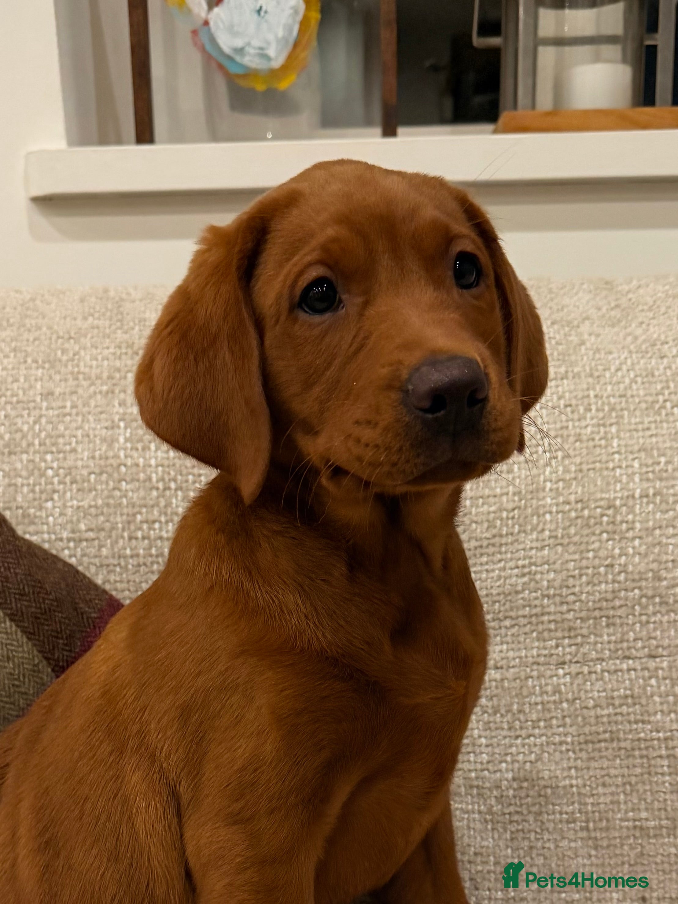 Labrador Retriever dogs Exceptional Dark Red Lab Puppy by Aglabs Icon  - Advert 4