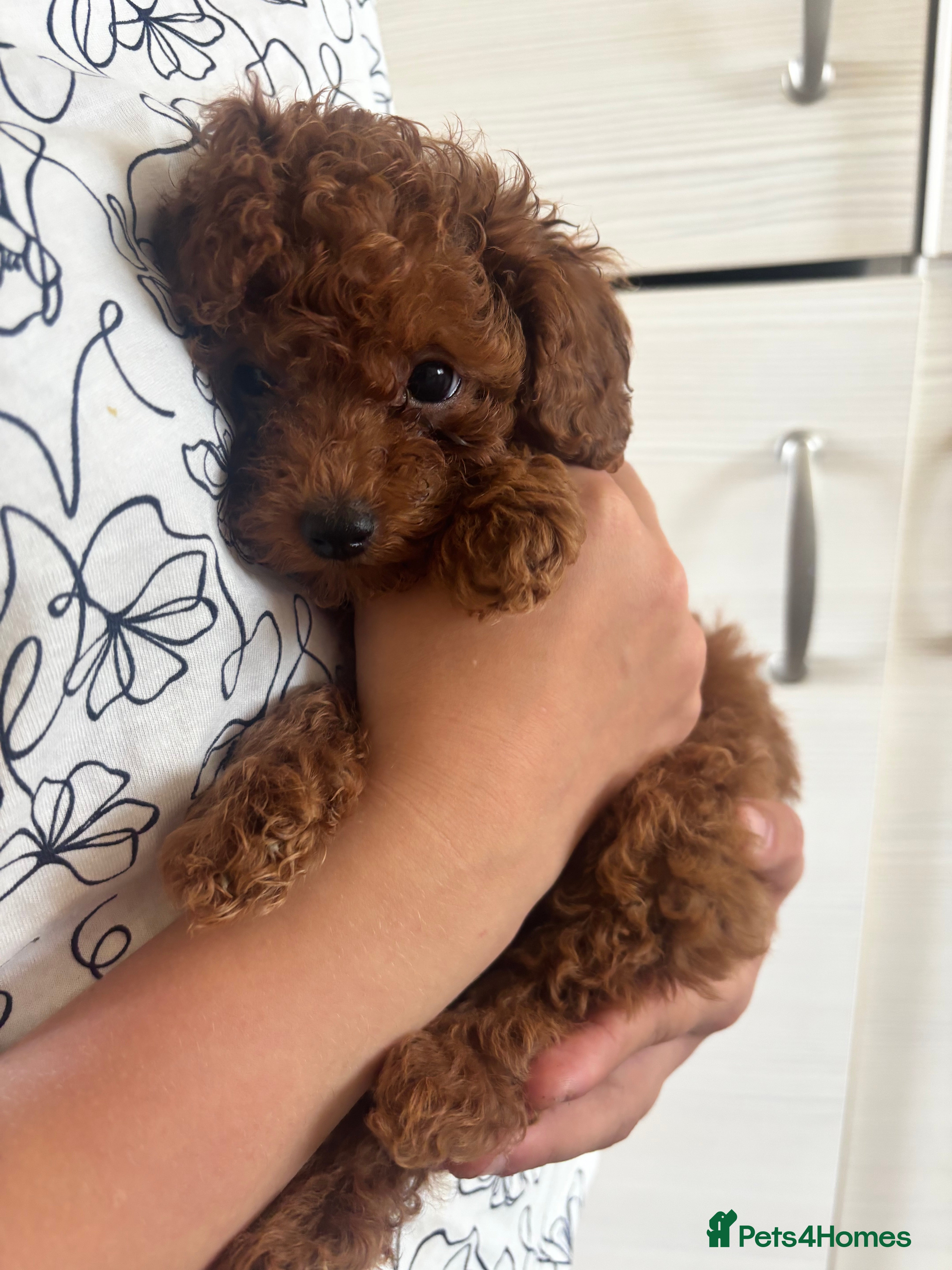 Toy Poodle dogs Asian + Toy poodle red brown  - Advert 3