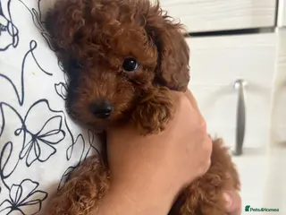 Toy Poodle dogs Asian + Toy poodle red brown - Advert 3