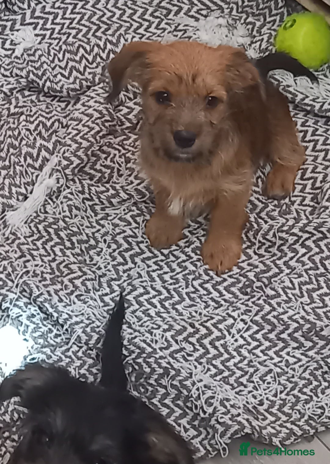 Mixed Breed dogs for sale: 💞ONLY 4 Beautiful Yorkie Russel Puppies Left 💞 - Image 28