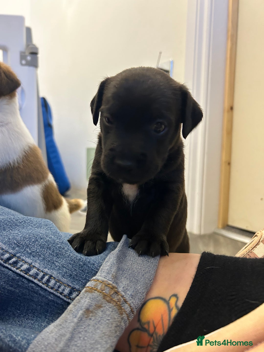 Jack Russell dogs for sale: Beautiful Jack Russell Pups 1 boy/ 1 girl  - Image 19