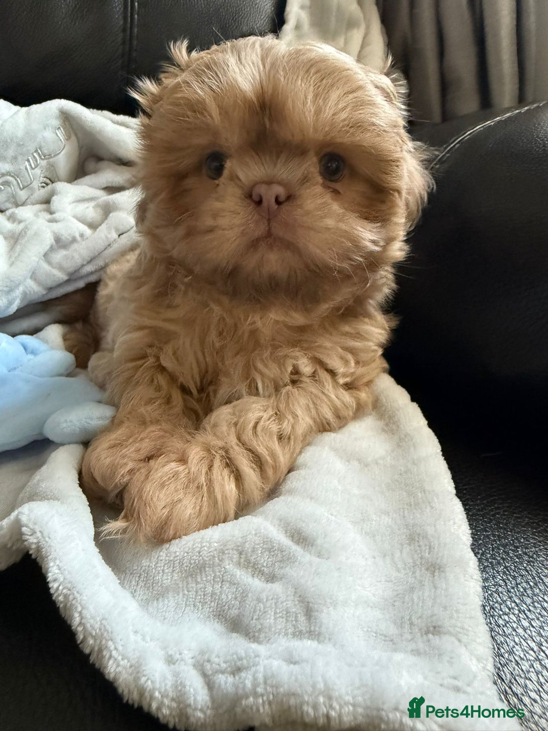 Shih Tzu dogs for sale: Stunning Shih Tzu pups 2 boys - Image 6