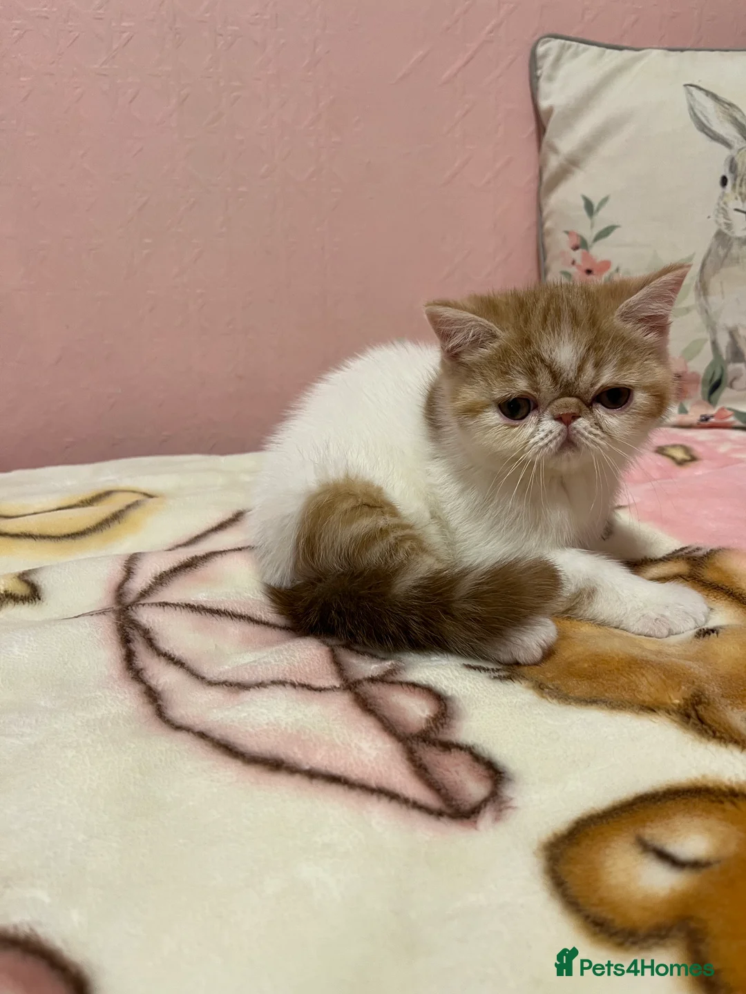 Exotic cats for sale: Exotic kittens  - Advert 15