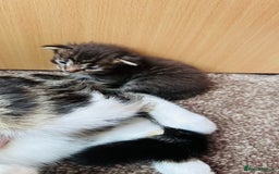 Mixed Breed cats for sale: 4 Adorable Kittens Looking for Their Forever Homes - Image 5