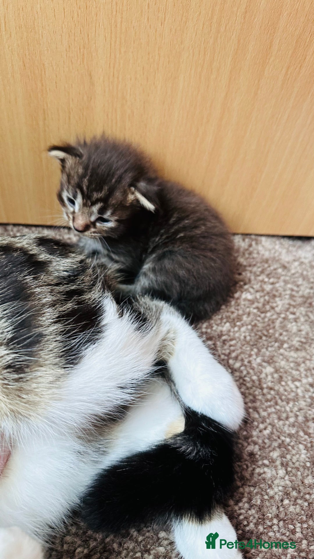 Mixed Breed cats for sale: 4 Adorable Kittens Looking for Their Forever Homes - Image 5
