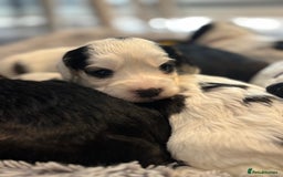 Cockapoo dogs for sale: F1 cockapoos beautiful litter 5 left* - Image 14