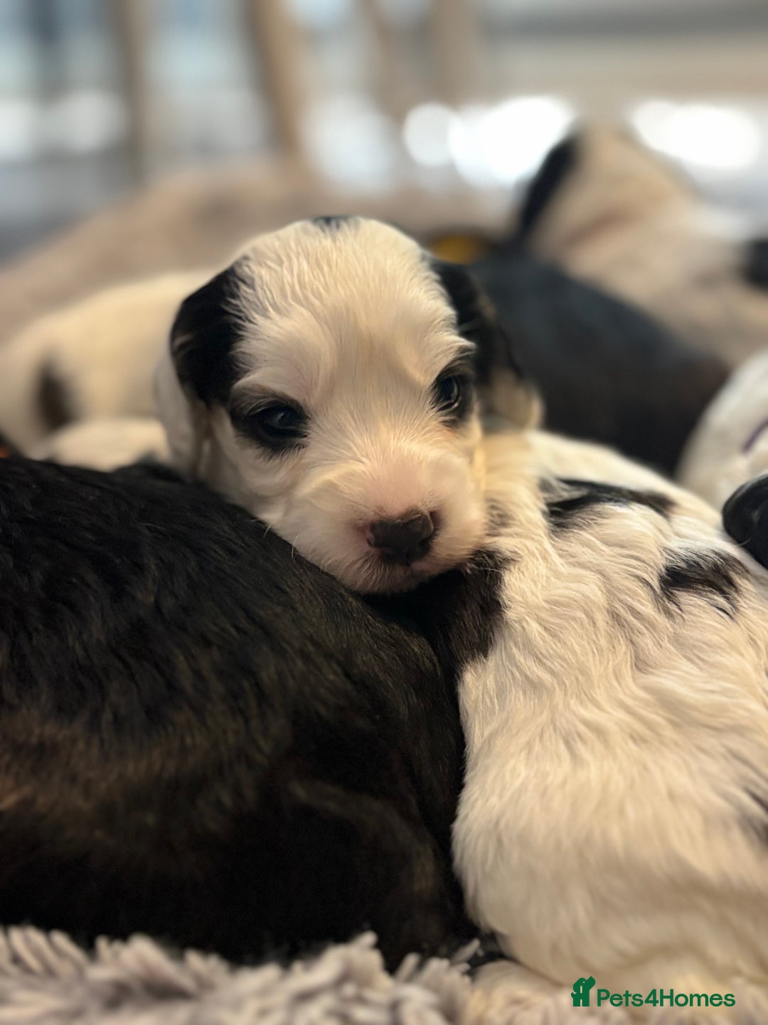 Cockapoo dogs for sale: F1 cockapoos beautiful litter 5 left* - Image 14