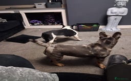 French Bulldog dogs for sale: Tri colour merle french bullldog - Image 2