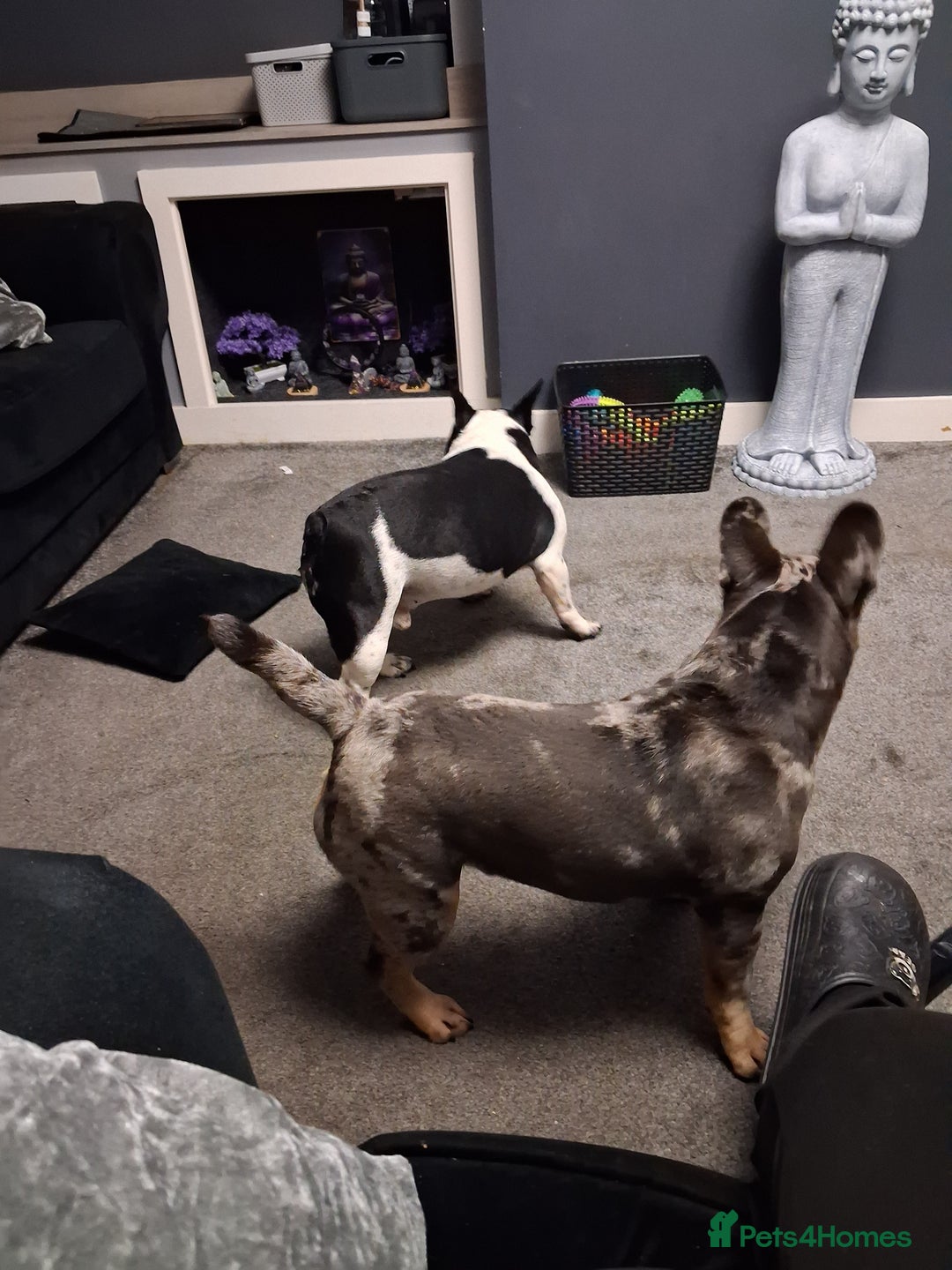French Bulldog dogs for sale: Tri colour merle french bullldog - Image 2