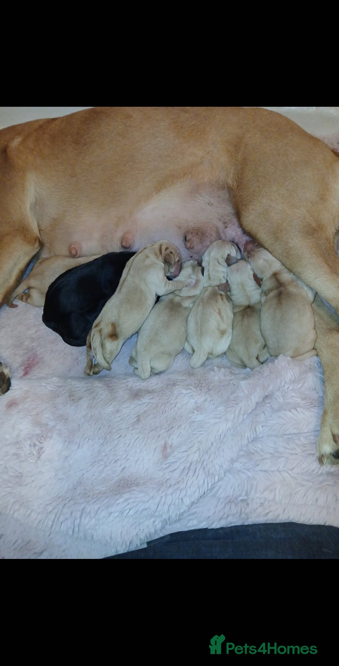 Labrador Retriever dogs for sale: Last kc labrador bitch available due to none coll - Advert 7