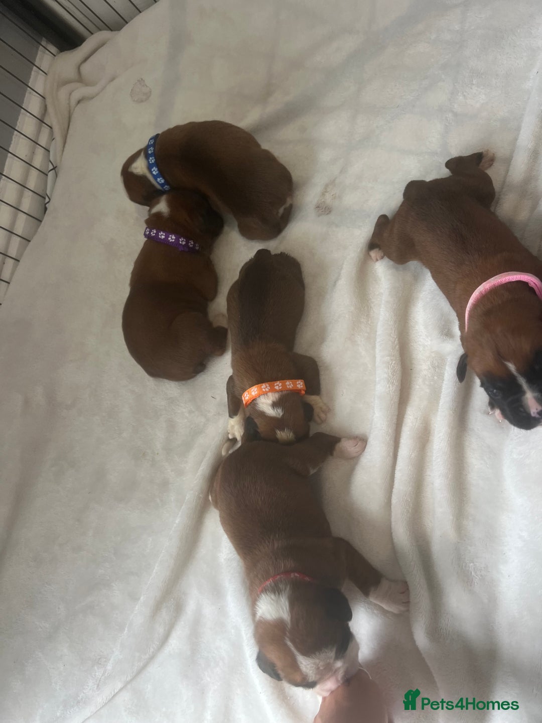 Boxer dogs for sale: Stunning Kc Boxer Puppies - Image 23