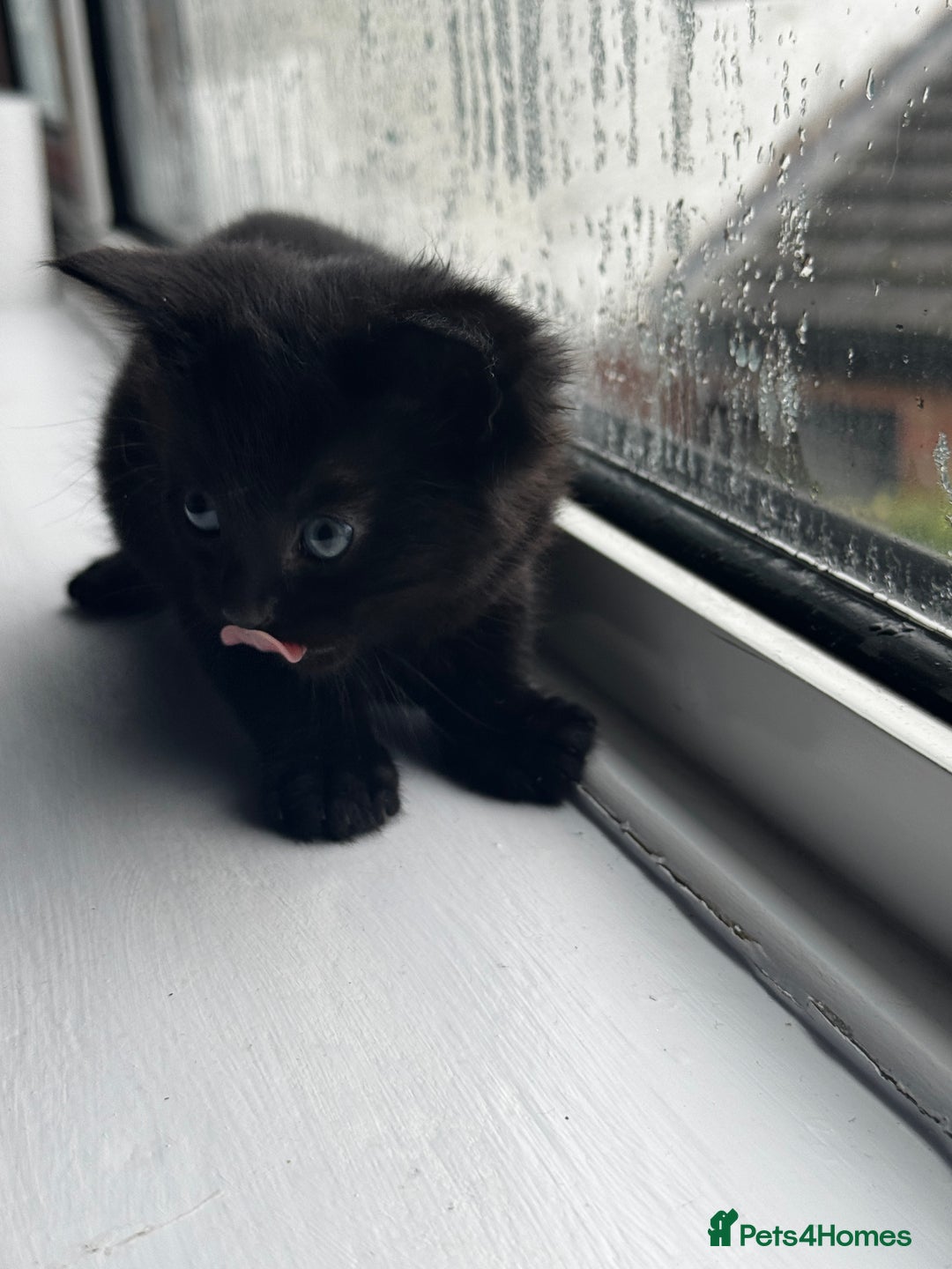 Mixed Breed cats for sale: Bombay cat  - Advert 21