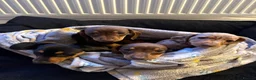 Miniature Dachshund dogs for sale: READY TO GO ! Miniature smooth haired dachshund - Advert 2