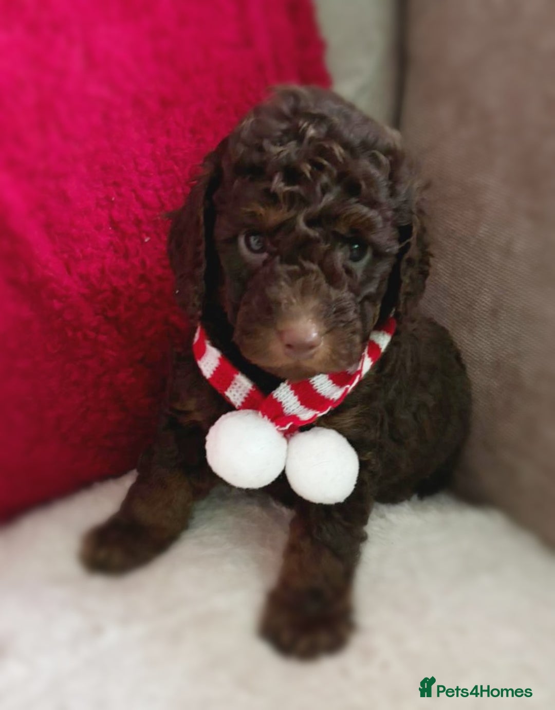 Toy Poodle dogs for sale: Toy poodles puppies fully health tested  - Advert 6