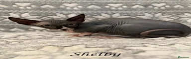Shelby