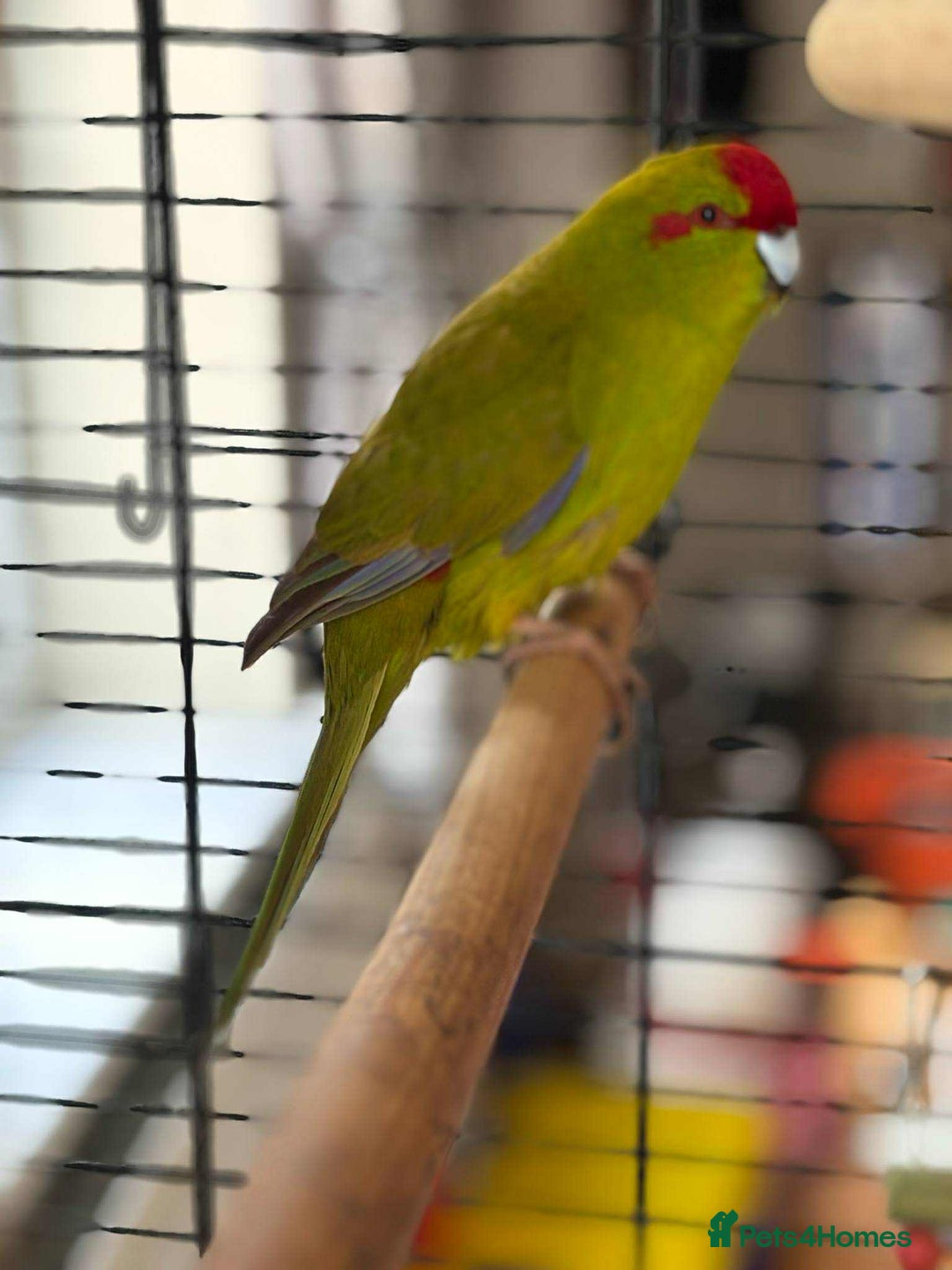 Parakeets birds for sale: A Loving Home Wanted for My Sweet Parakeet - Image 3