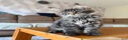 Maine Coon cats for sale: TICA registered Maine Coon kittens - Advert 6