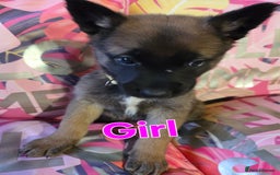 Belgian Shepherd Dog dogs for sale: Belgian shepherd's  - Image 8