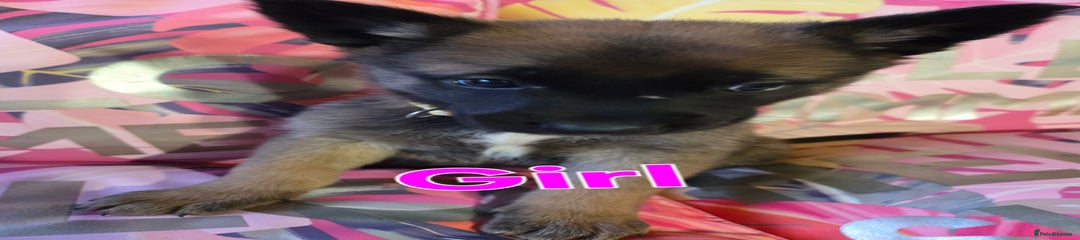 Belgian Shepherd Dog Puppy 4