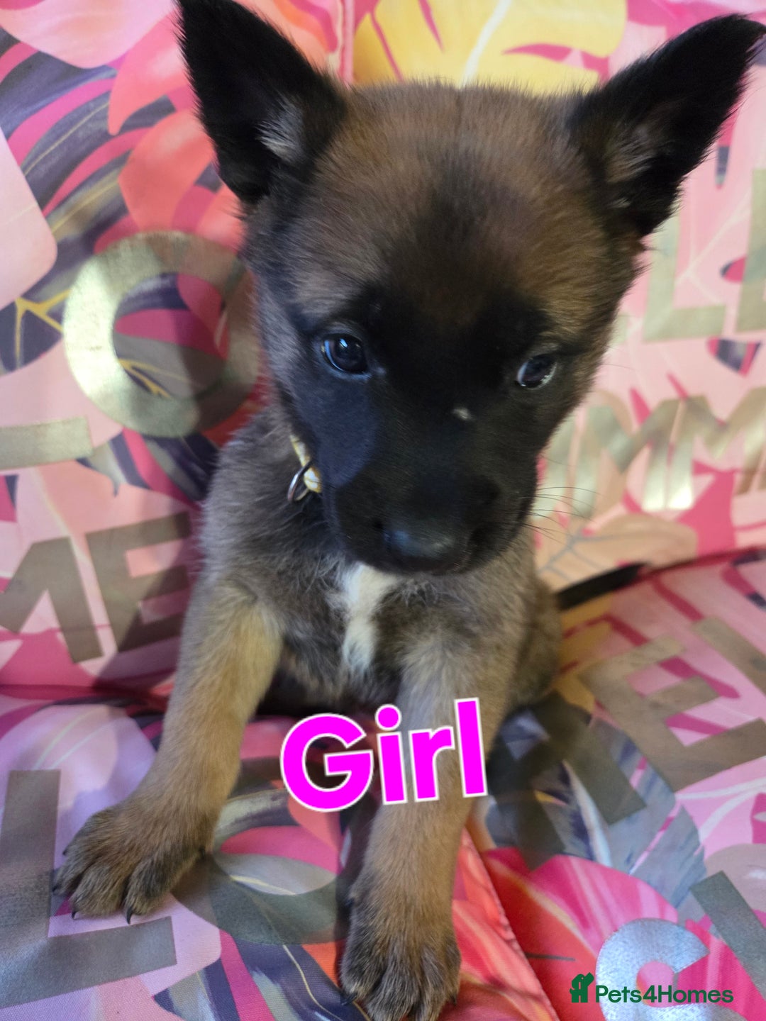 Belgian Shepherd Dog dogs for sale: Belgian shepherd's  - Image 8