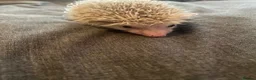 Pygmy Hedgehog rodents for sale: 3 Adorable 8-Week-Old Baby Hedgehogs Ready  - Advert 6