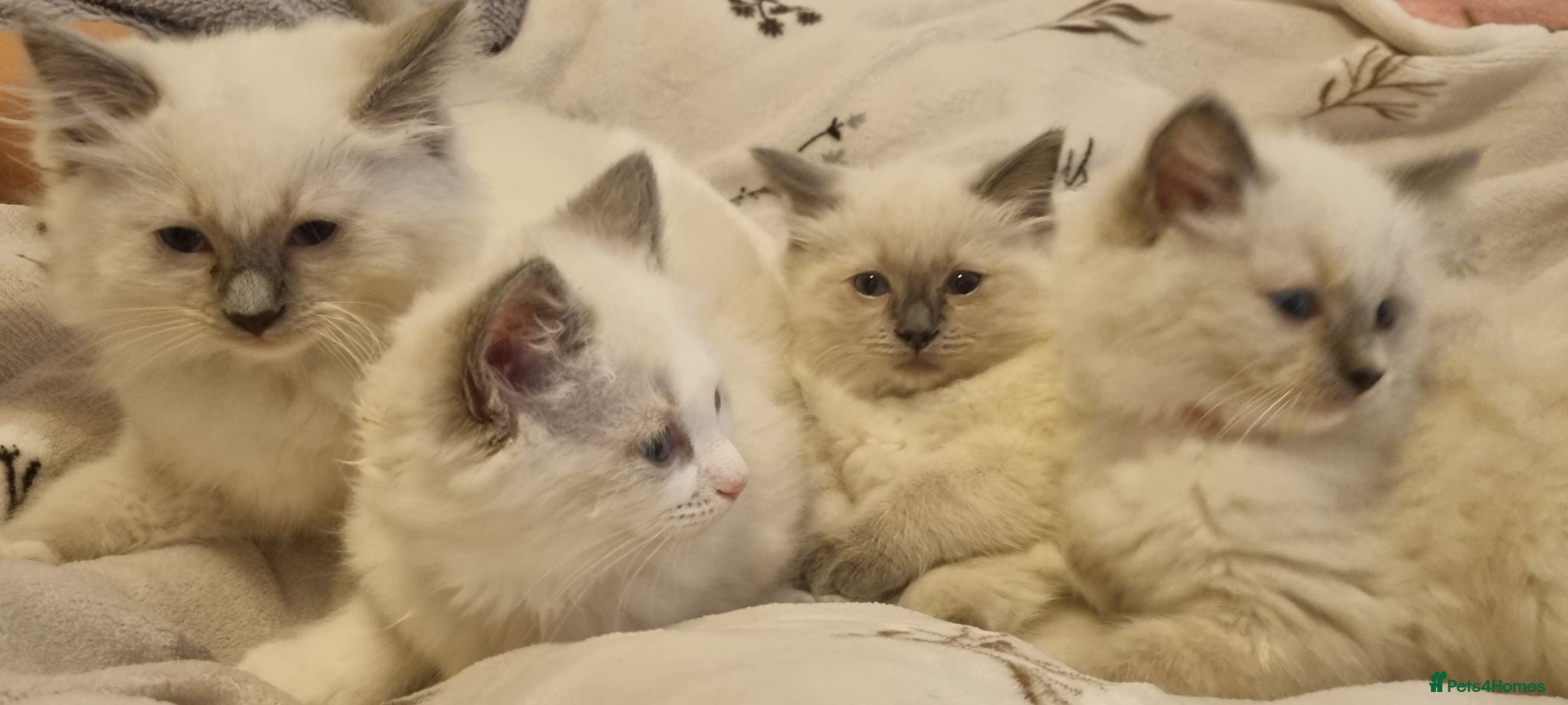 Ragdoll cats Gccf tica ragdoll kittens - Advert 1