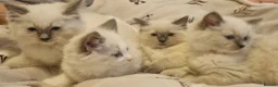 Ragdoll cats for sale: Gccf tica ragdoll kittens - Advert 1