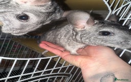 Chinchilla rodents for sale: Chinchillas Females for sale  - Image 4
