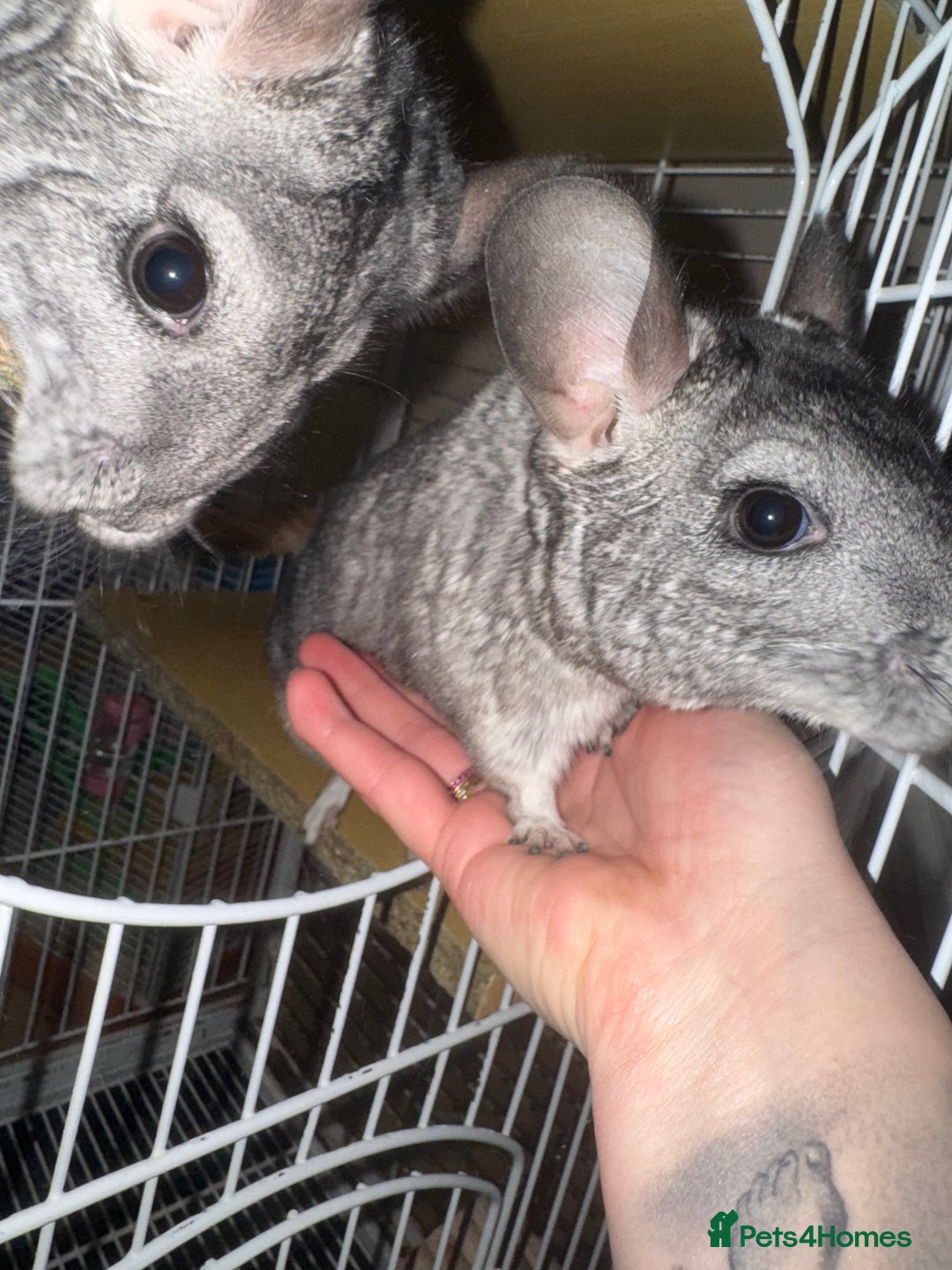 Chinchilla rodents for sale: Chinchillas Females for sale  - Image 4