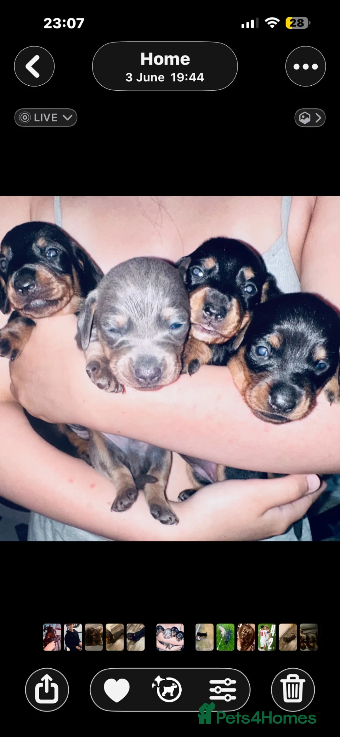 Dachshund dogs for sale: Last 2 puppies available  - Advert 1
