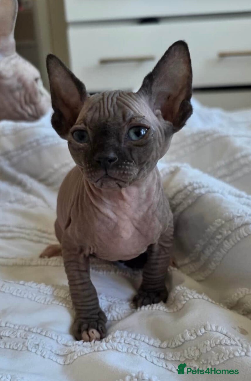 Sphynx cats sphynx kitten for sale - Advert 5