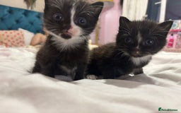 Maine Coon cats for sale: 2 gorgeous boy kittens  - Image 2
