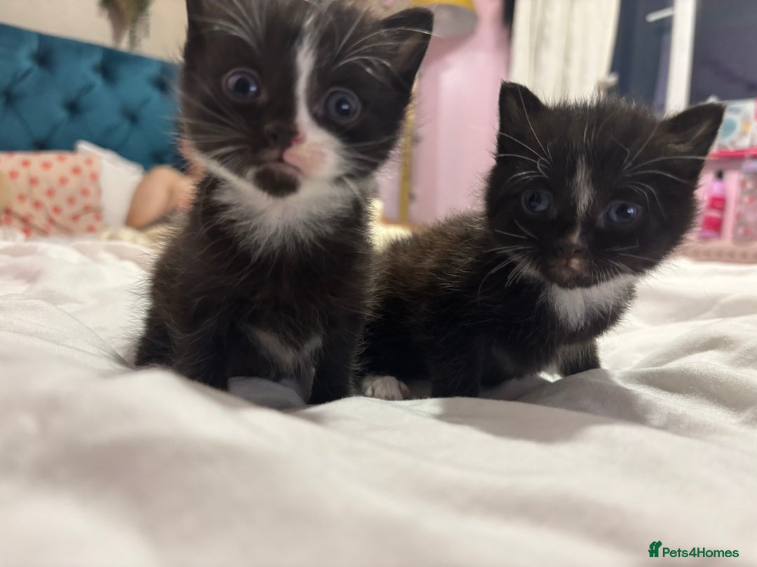 Maine Coon cats for sale: 2 gorgeous boy kittens  - Image 2